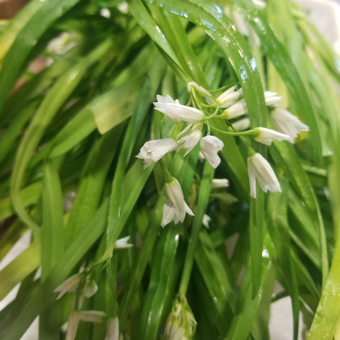 Wild Onion and Potato Soup: