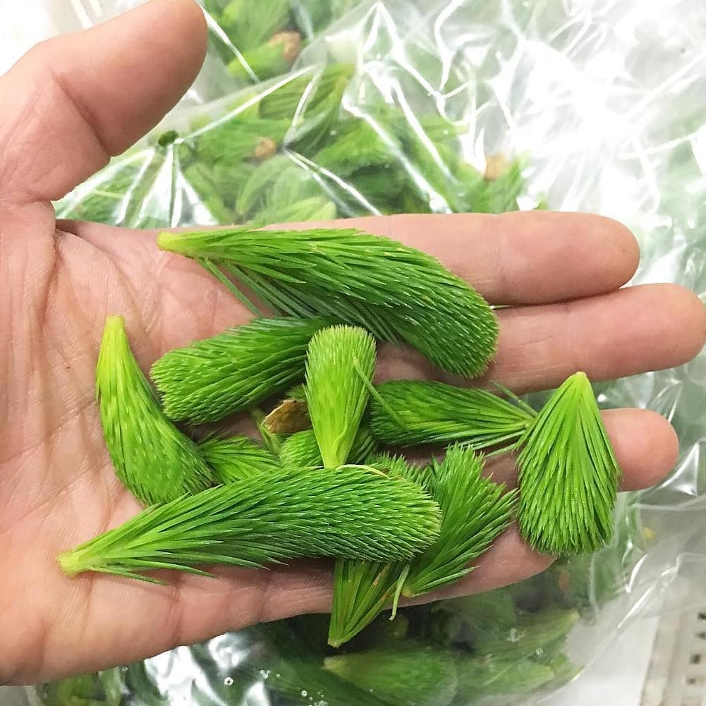 Frozen Wild Spruce Tips