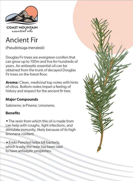 Ancient Fir Essential Oil 5ml