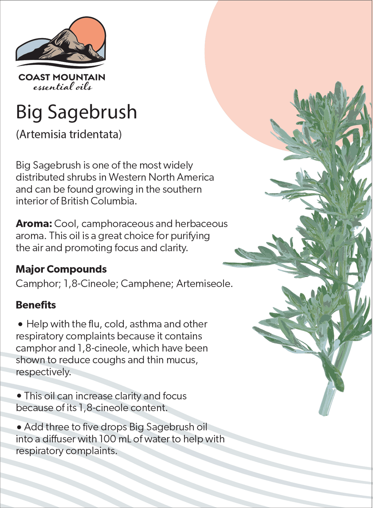 Big Sagebrush Essential Oil 5ml