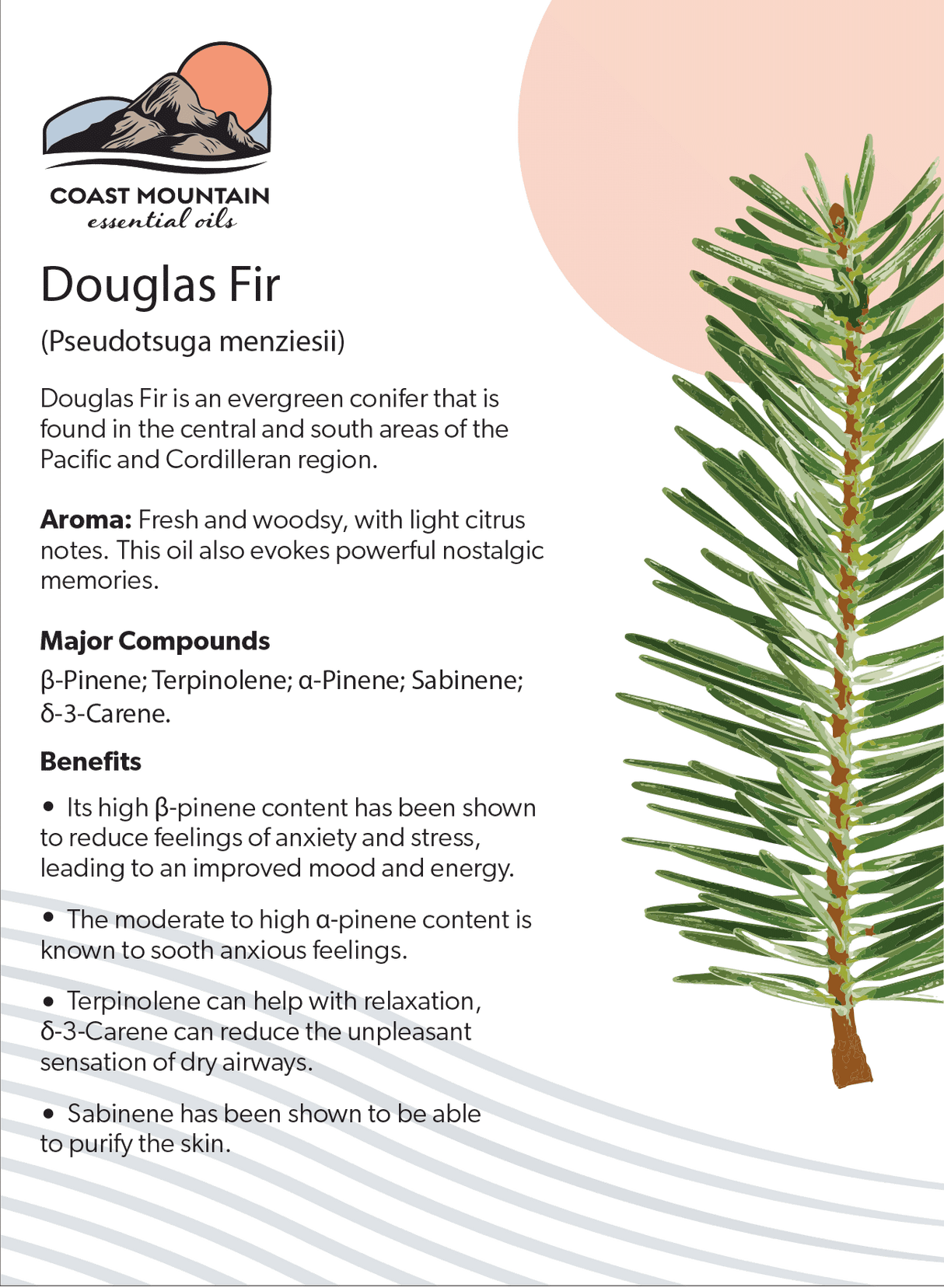 Douglas Fir Essential Oil