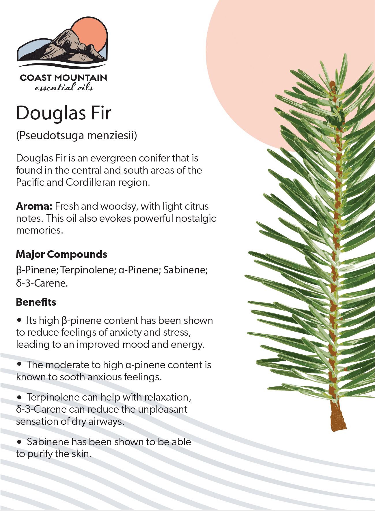 Douglas Fir Essential Oil