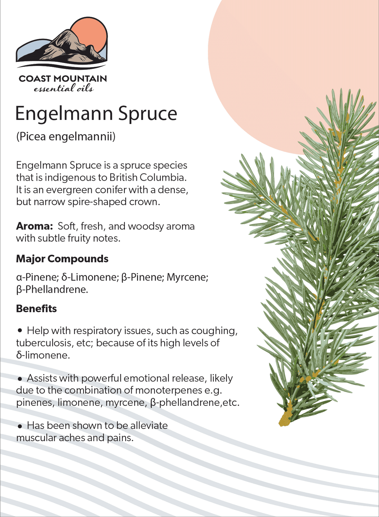 Engelmann Spruce Essential Oil 5ml