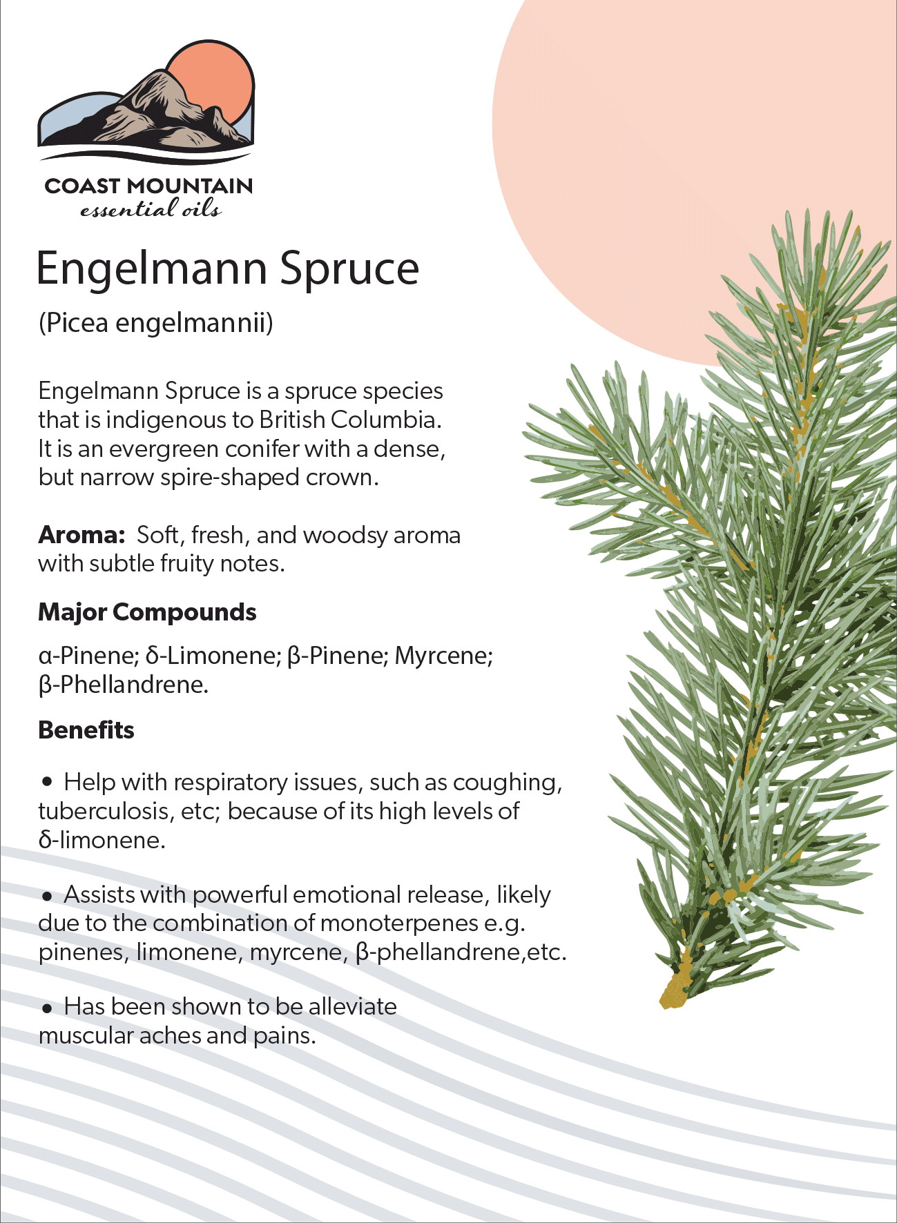 Engelmann Spruce Essential Oil 5ml