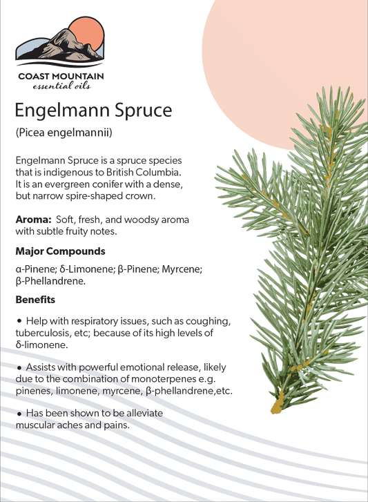 Engelmann Spruce Essential Oil 5ml