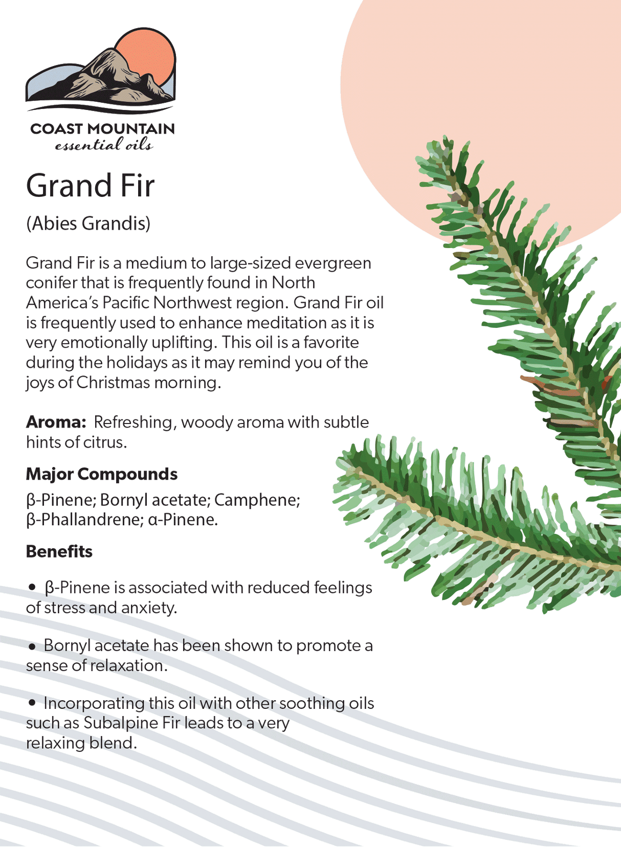 Grand Fir Essential Oil 5ml