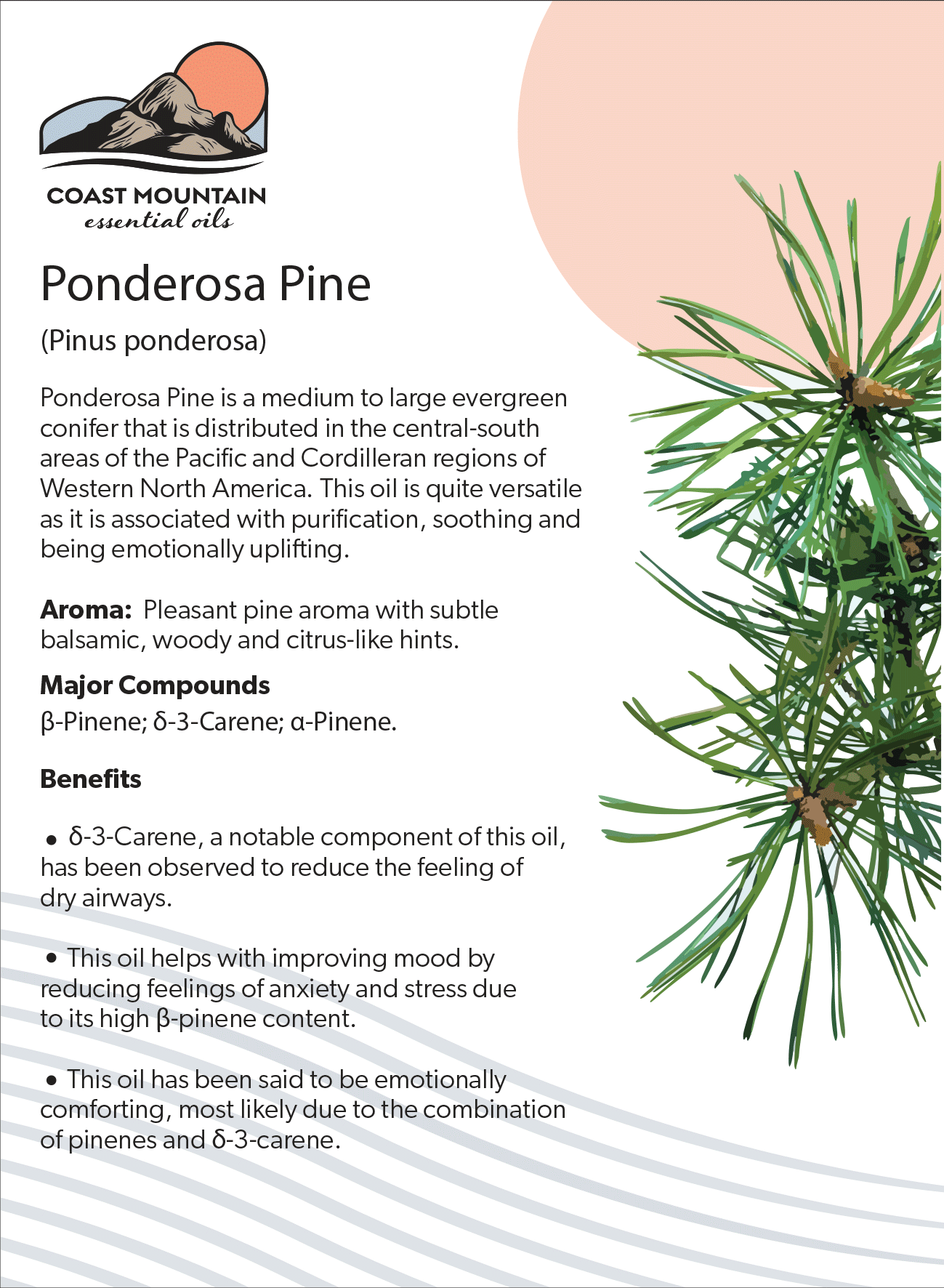 Ponderosa Pine Essential Oil 5ml