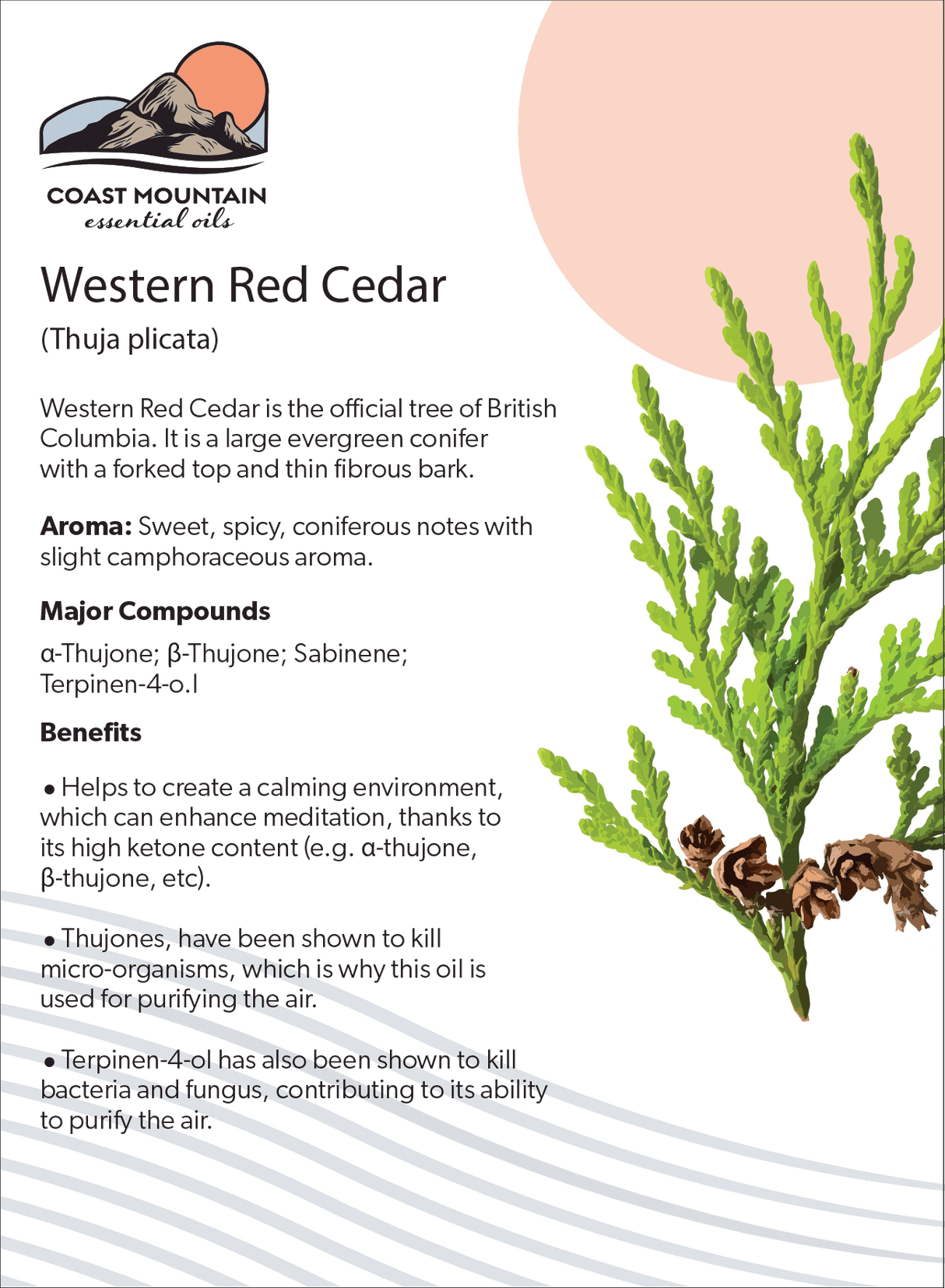 Western Red Cedar Essential Oil 5ml