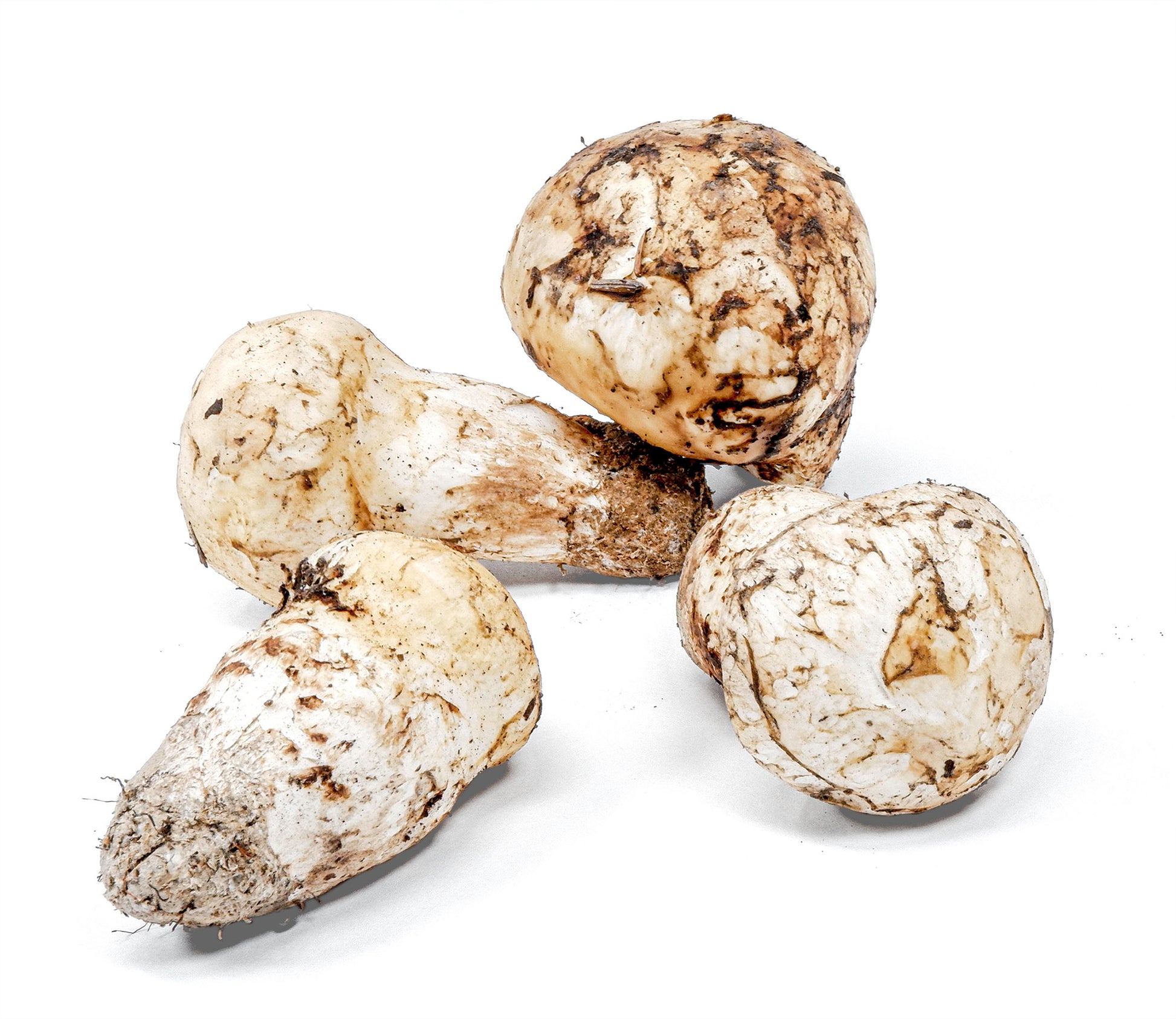Pine Fresh Mushroom