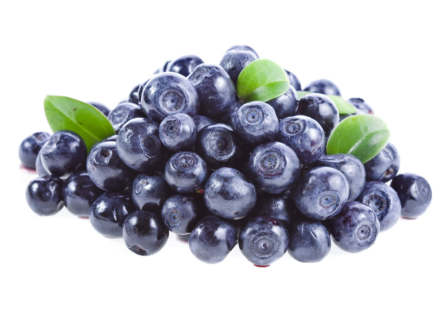 Frozen Wild Mountain Huckleberry