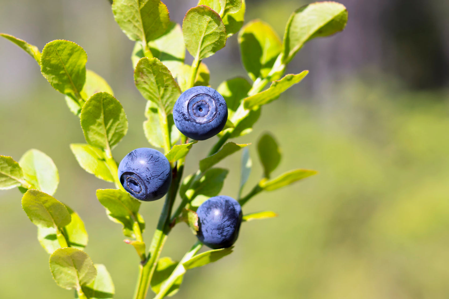 Frozen Wild Mountain Huckleberry