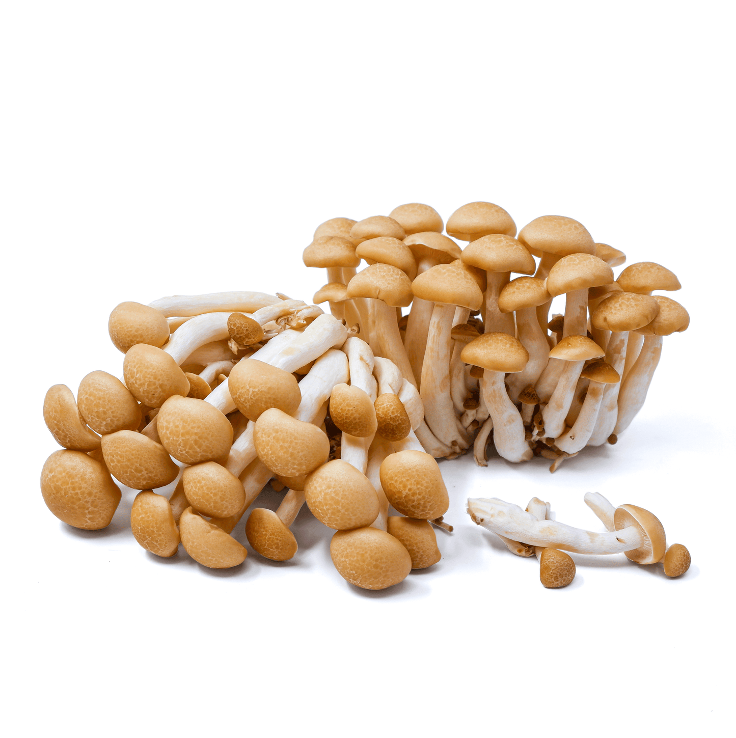 Organic - Brown Shimeji