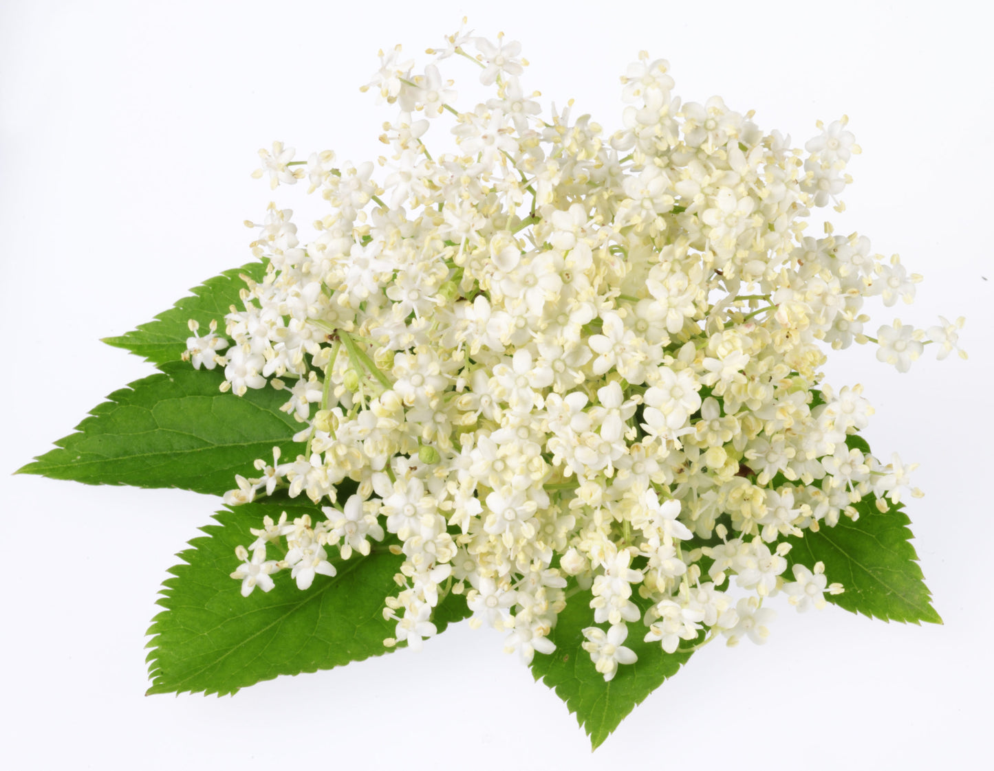 Fresh Elderflower