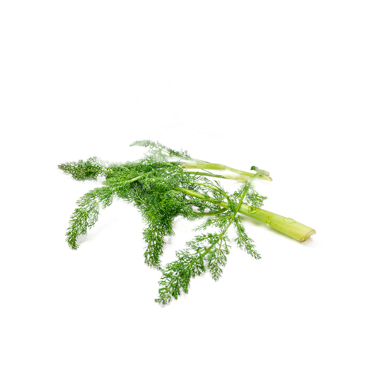 Fresh Wild Fennel