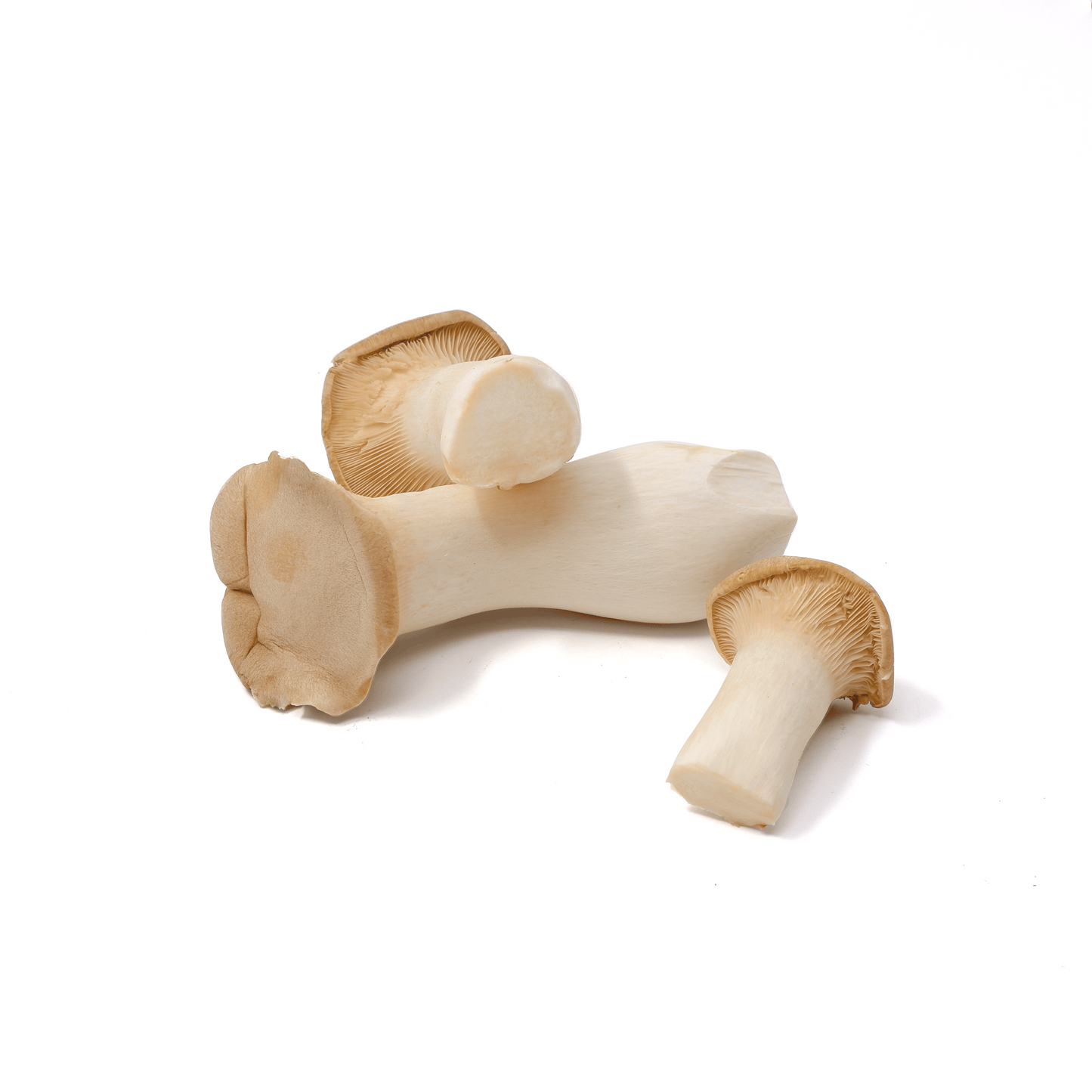 Organic - King Trumpet