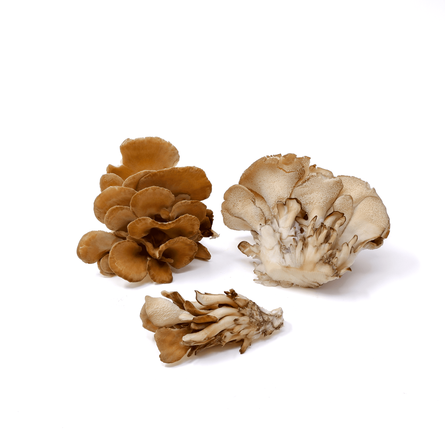Organic - Maitake