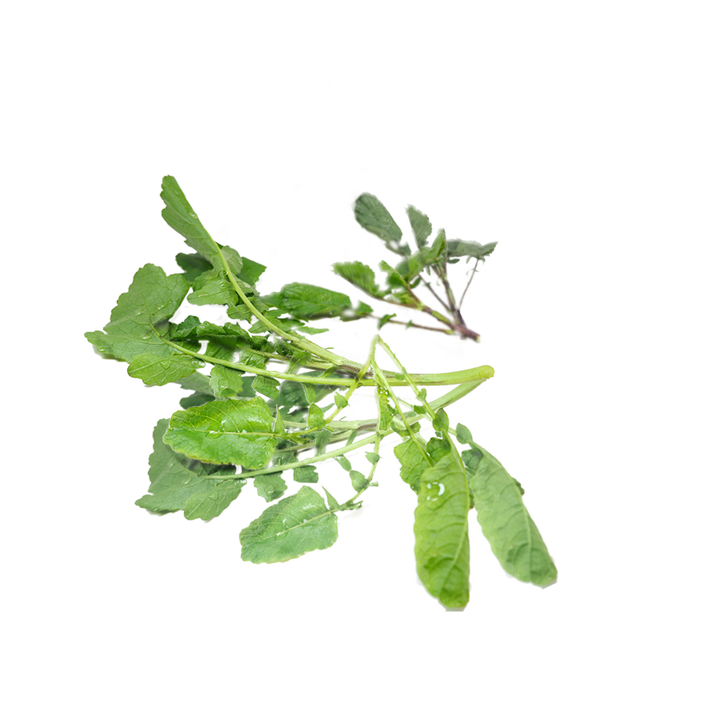 Fresh Wild Mustard Greens