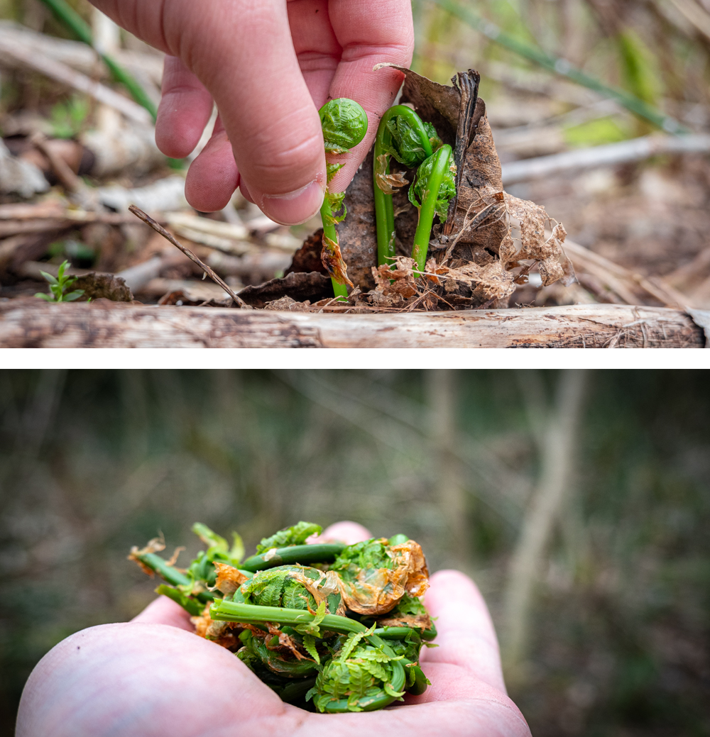 Wild Pickled Fiddleheads 250ml