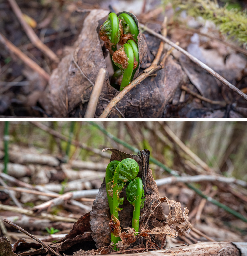 Pickled Fiddleheads Trio
