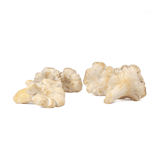 Fresh White Chanterelles