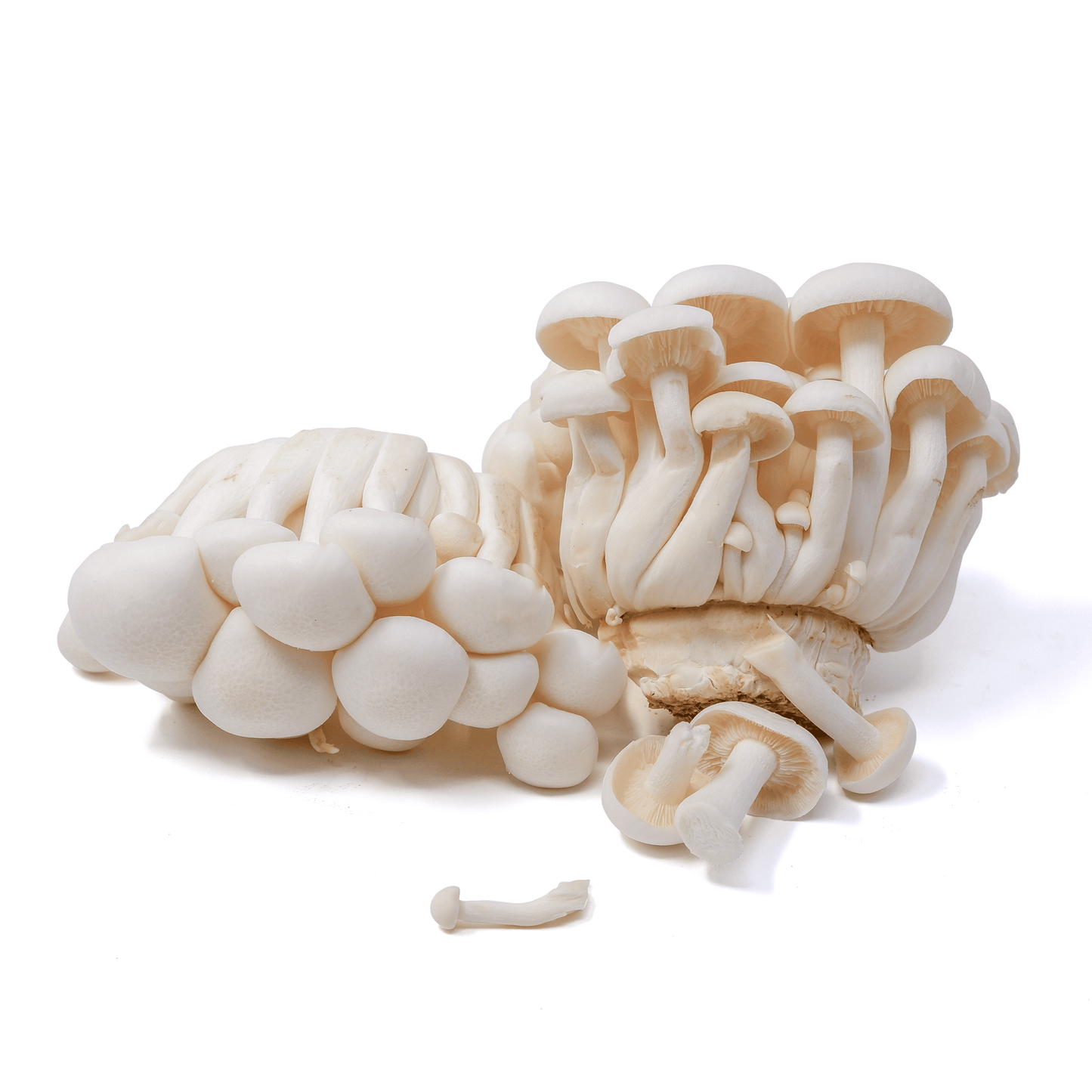 Organic - White Shimeji