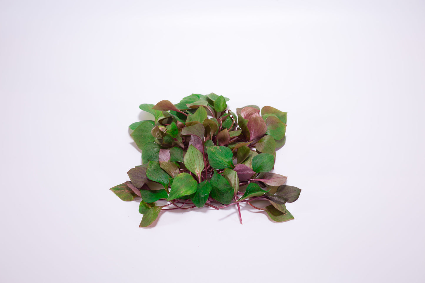 Fresh Wild Miner's Lettuce