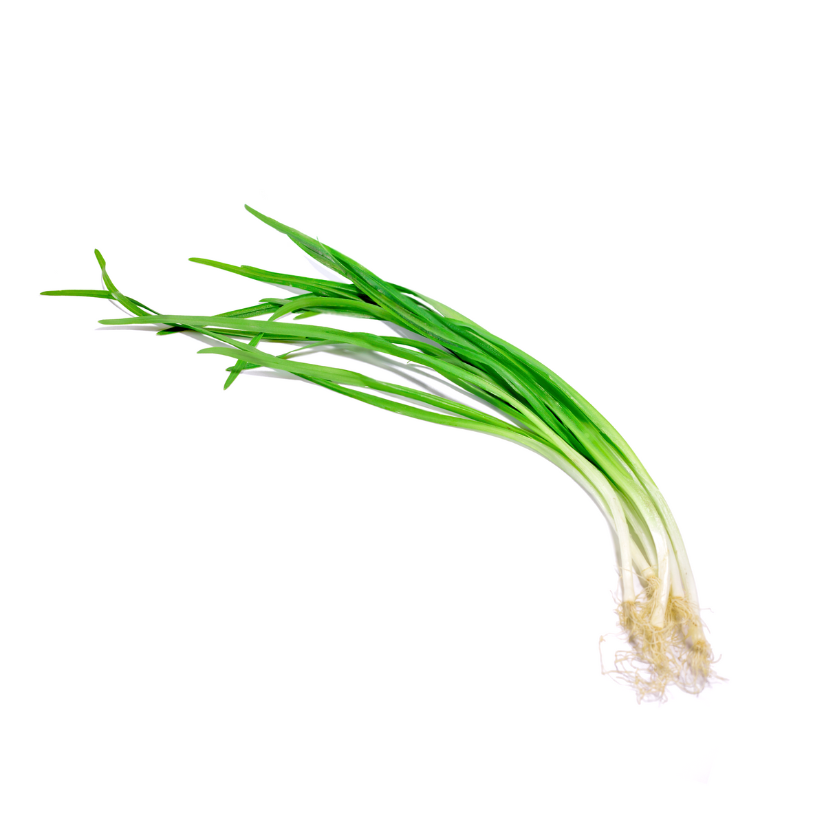 Fresh Wild Onion