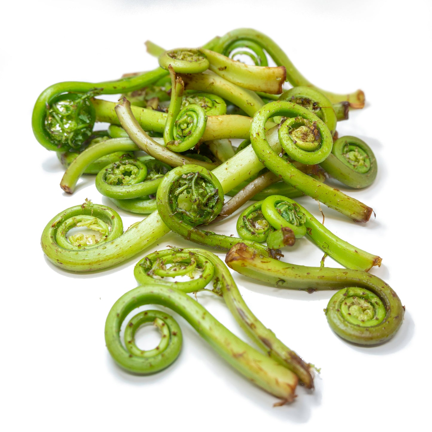 Lady Fern Fiddleheads