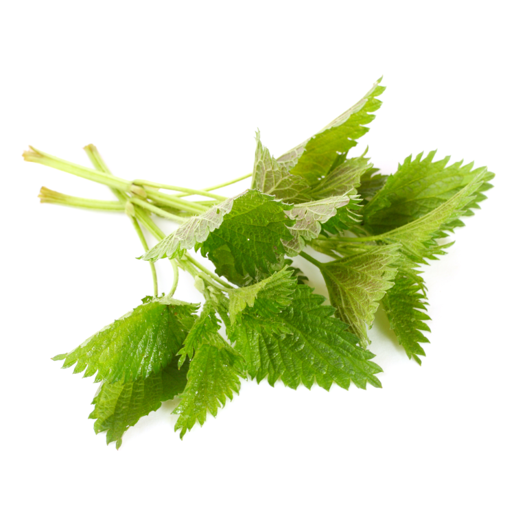 Fresh Wild Stinging Nettle