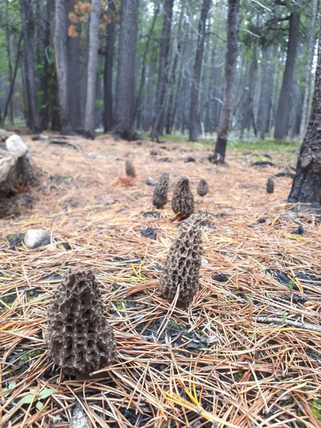 Forager Diaries: Morel Mushrooms