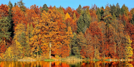 The best fall wild edibles