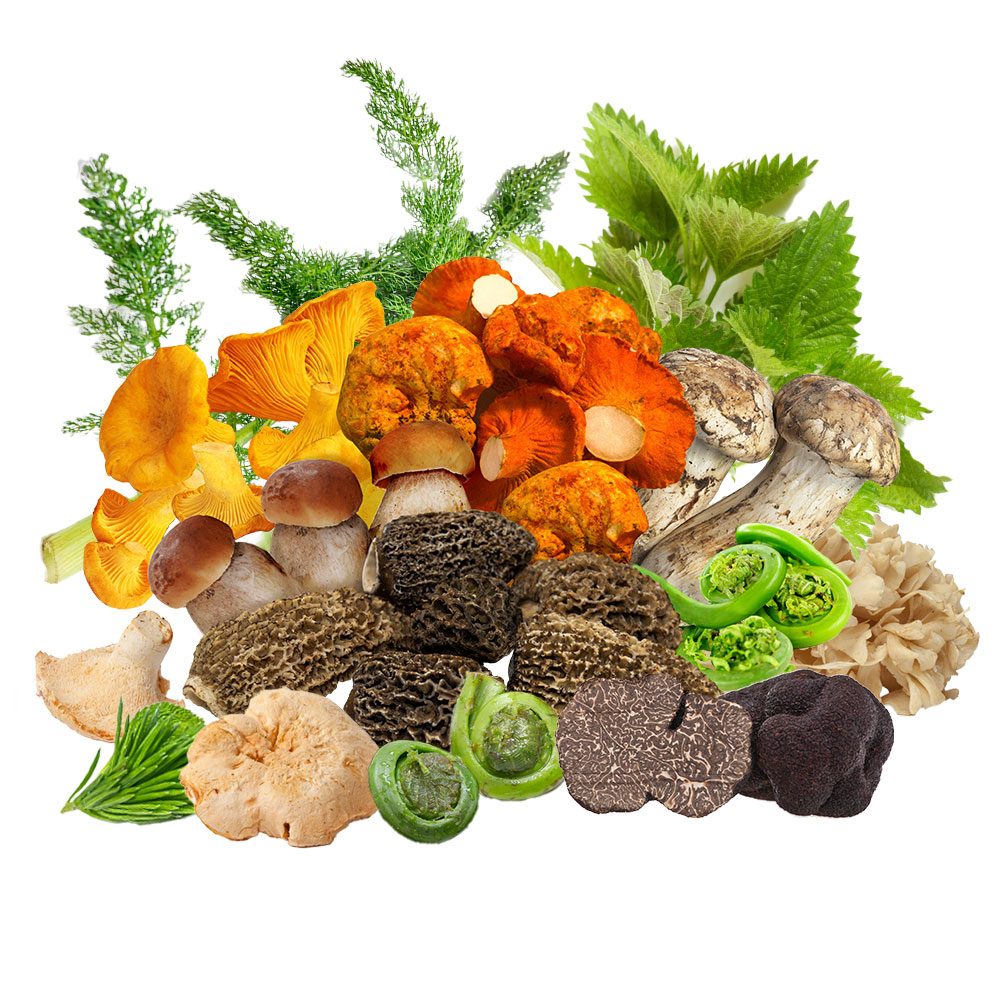 Local Wild Mushrooms