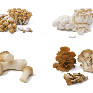 Fresh Organic Specialty Mushrooms