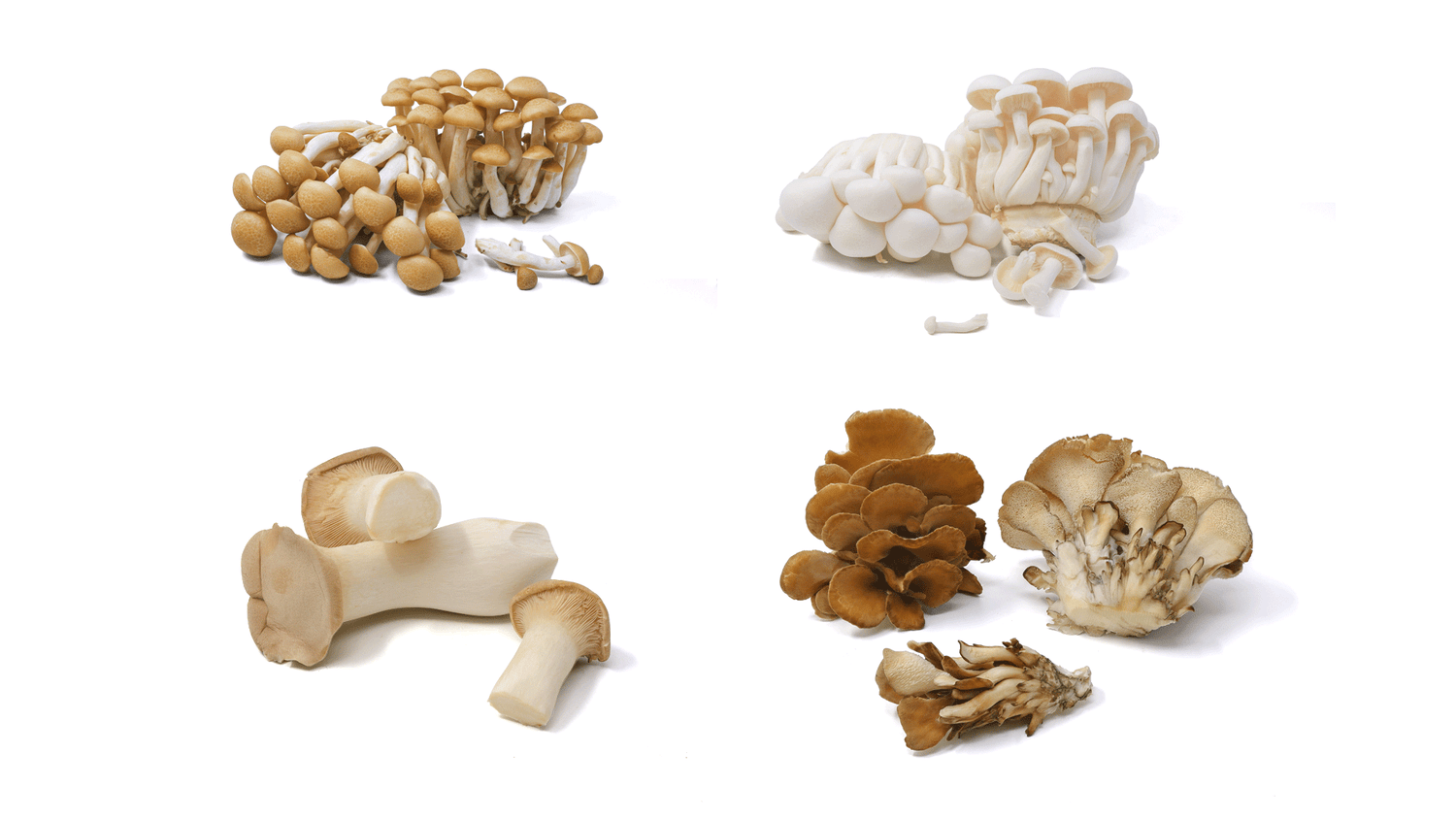 Fresh Organic Specialty Mushrooms