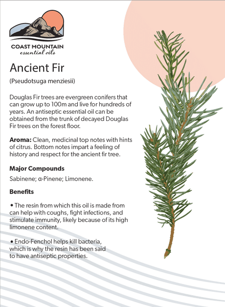 Ancient Fir Essential Oil 5ml