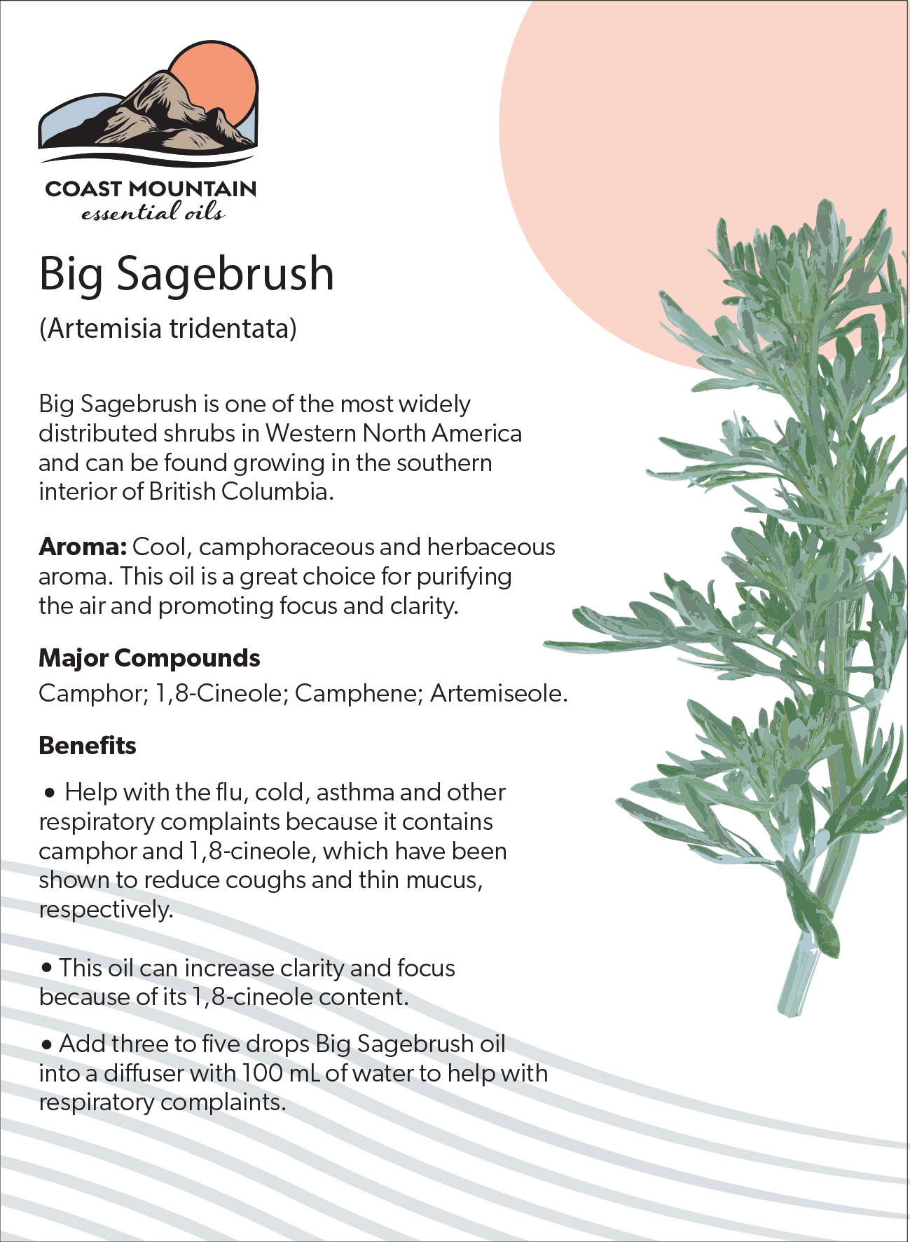 Big Sagebrush Essential Oil 5ml
