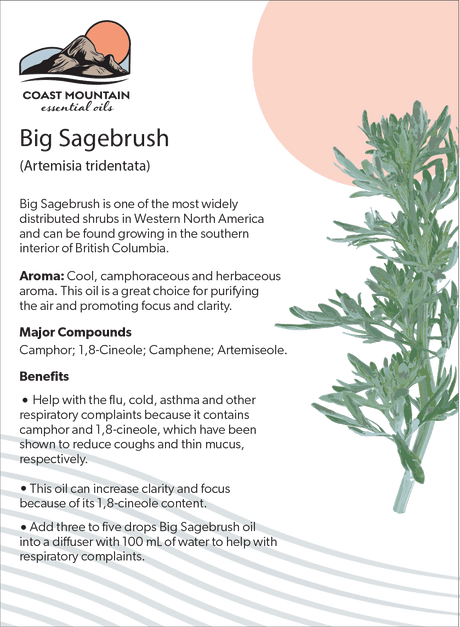 Big Sagebrush Essential Oil 5ml