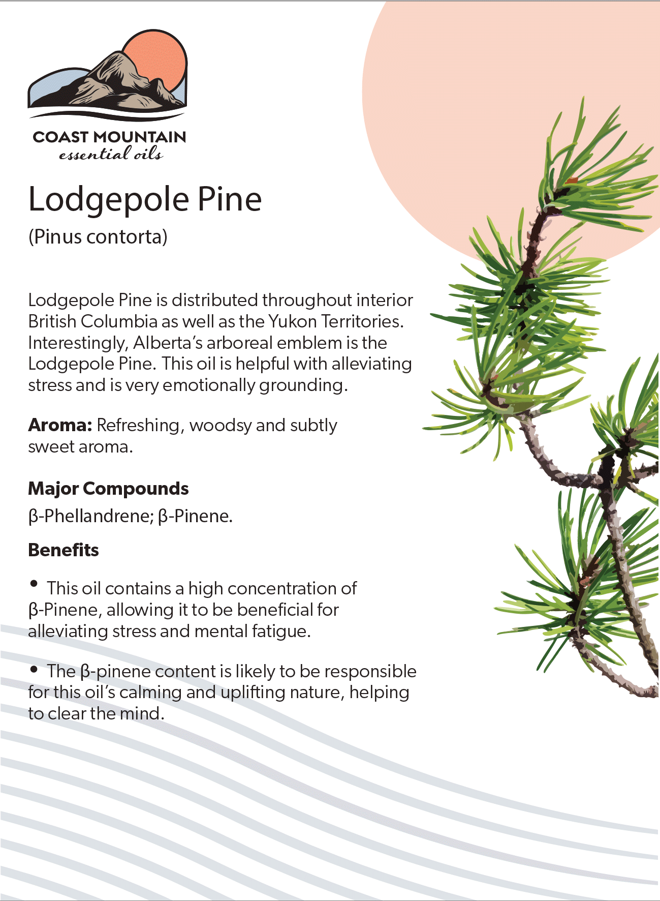 Lodgepole Pine Essential Oil 5ml