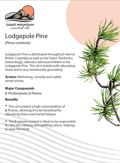 Lodgepole Pine Essential Oil 5ml