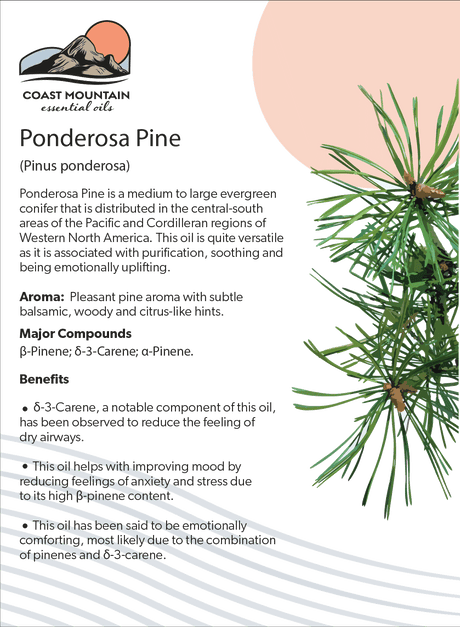 Ponderosa Pine Essential Oil 5ml