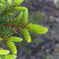 Frozen Wild Spruce Tips