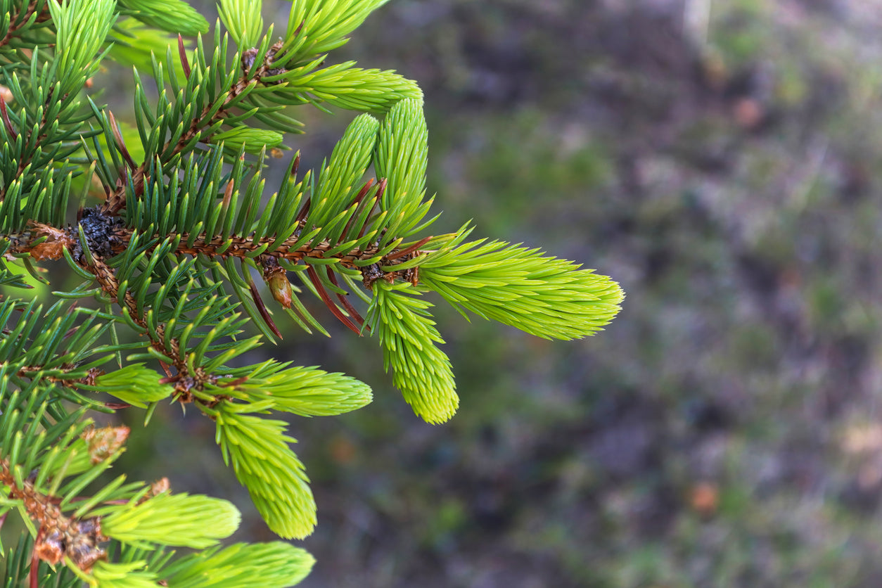 Frozen Wild Spruce Tips