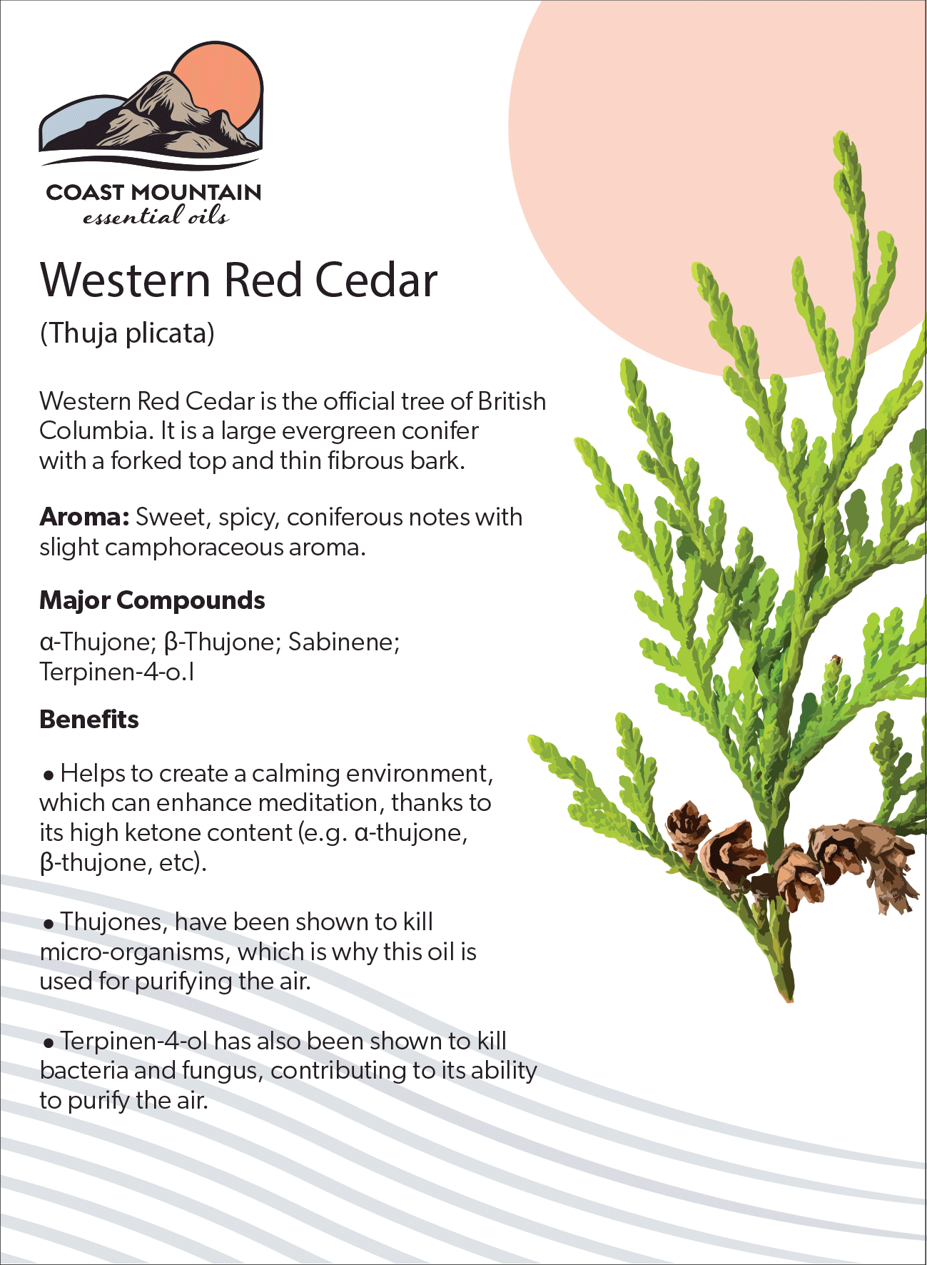 Western Red Cedar Essential Oil 5ml West Coast Wild Foods western-red-cedar-essential-oil-5ml-west-coast-wild-foods