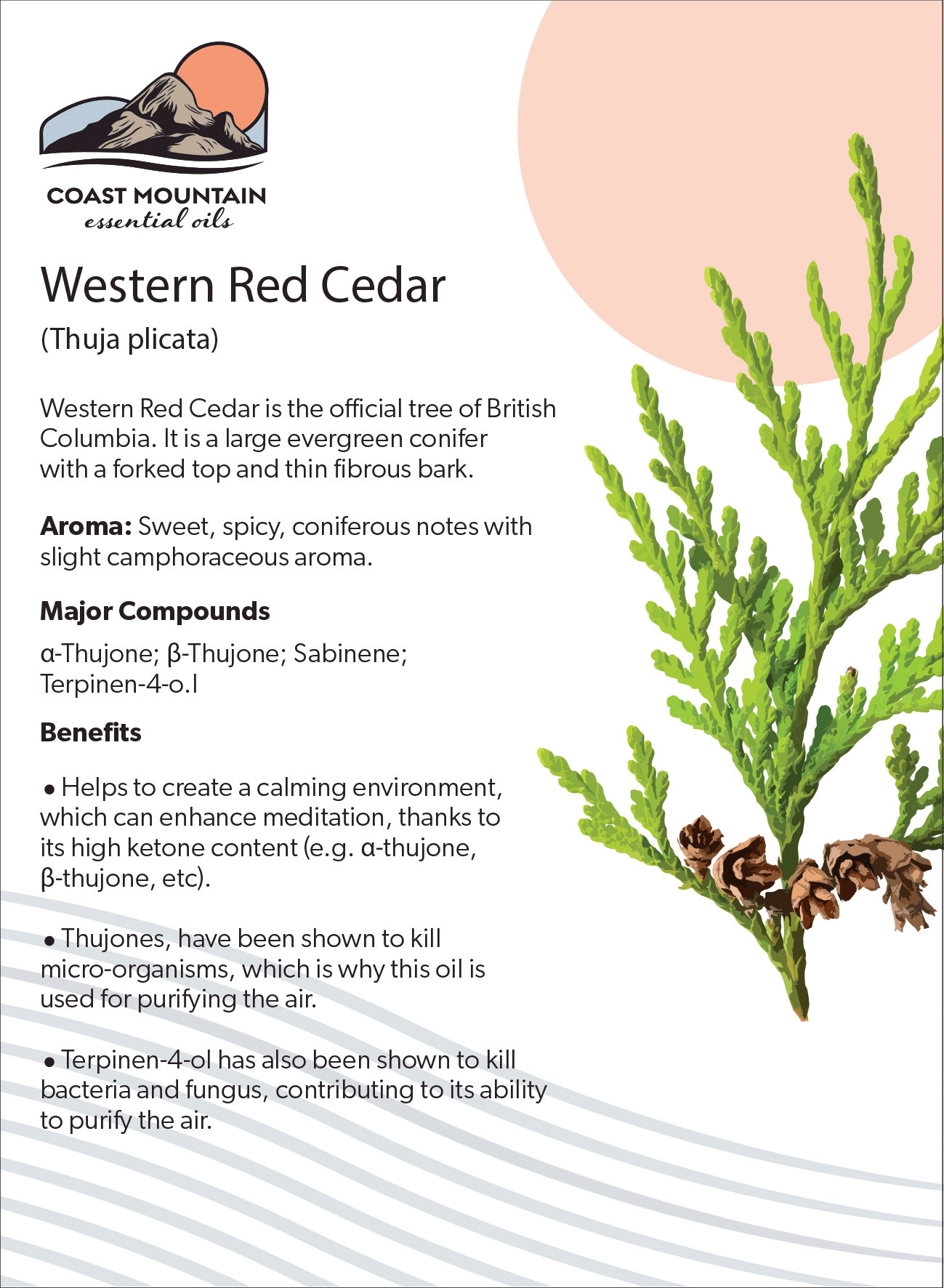 Western Red Cedar Essential Oil 5ml