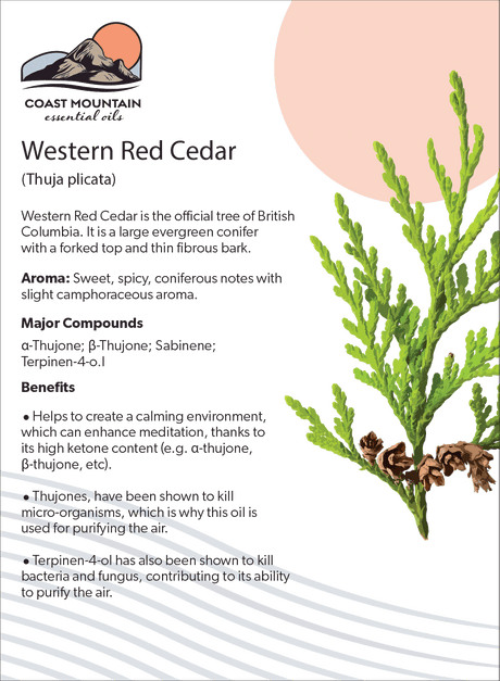 Western Red Cedar Essential Oil 5ml