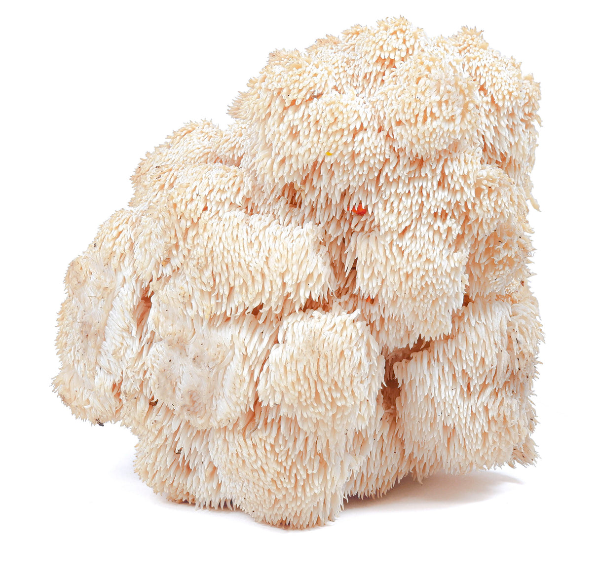 Fresh Bear's Tooth Mushroom