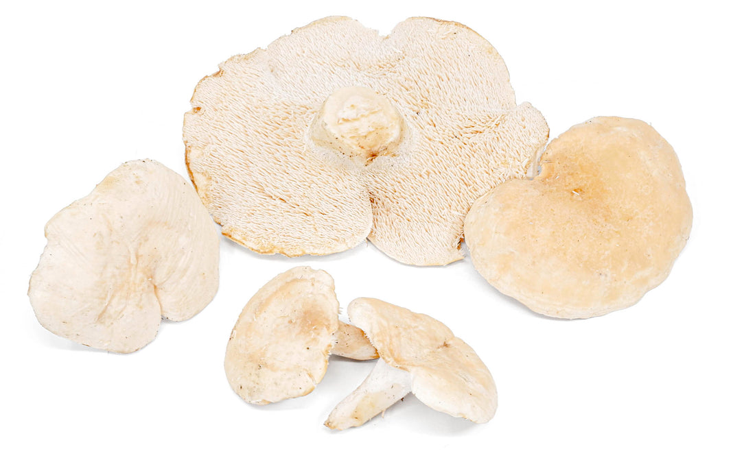 Fresh Sweet Tooth Mushroom – West Coast Wild Foods