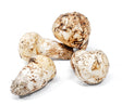 Pine Fresh Mushroom