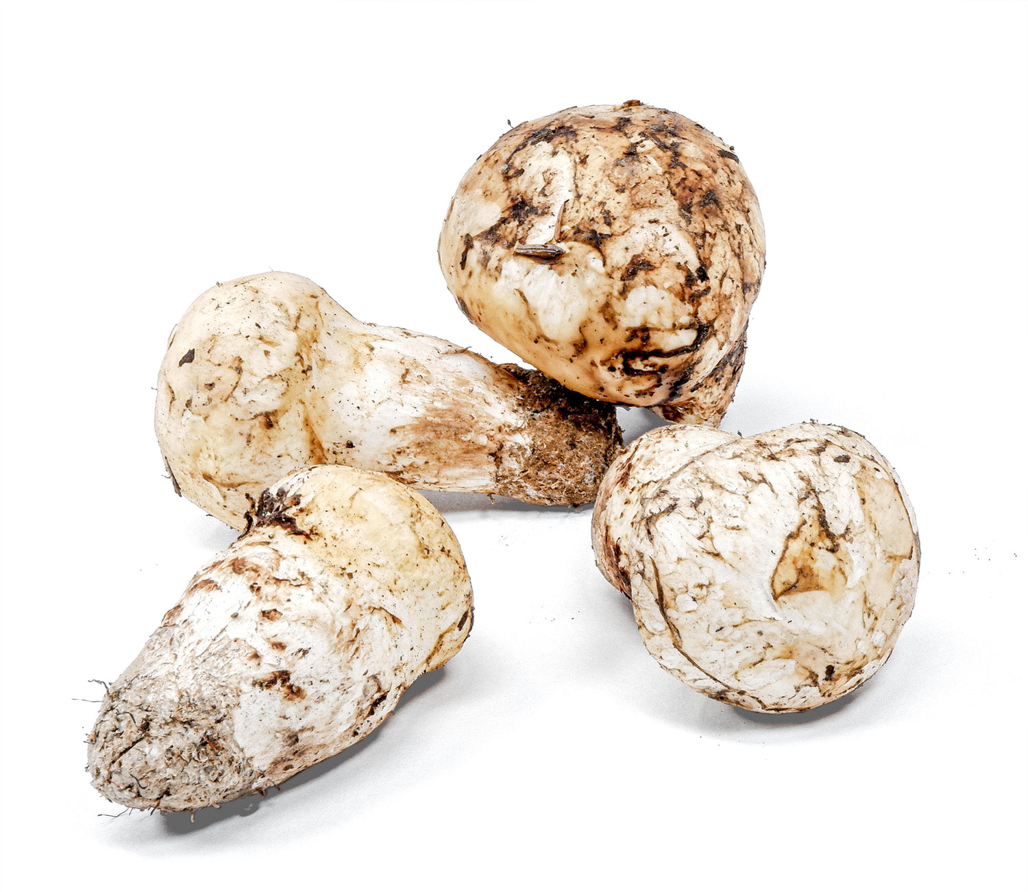 Fresh Wild Mushrooms
