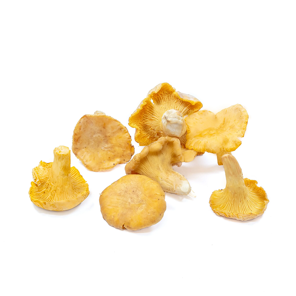 Fresh Wild Golden Chanterelle Mushrooms - (Origin - For Canada-BC / For The U.S - Washington)
